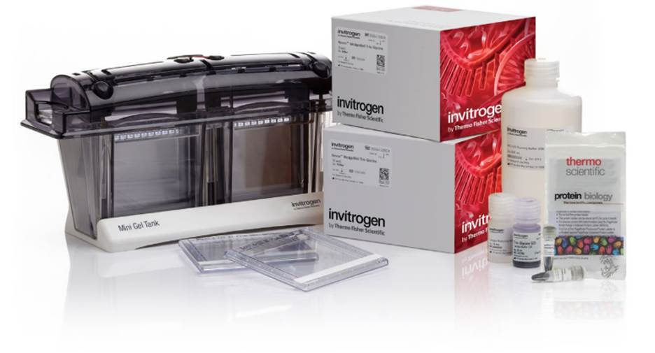 SDS-PAGE蛋白凝胶电泳原理和实验步骤 -赛默飞