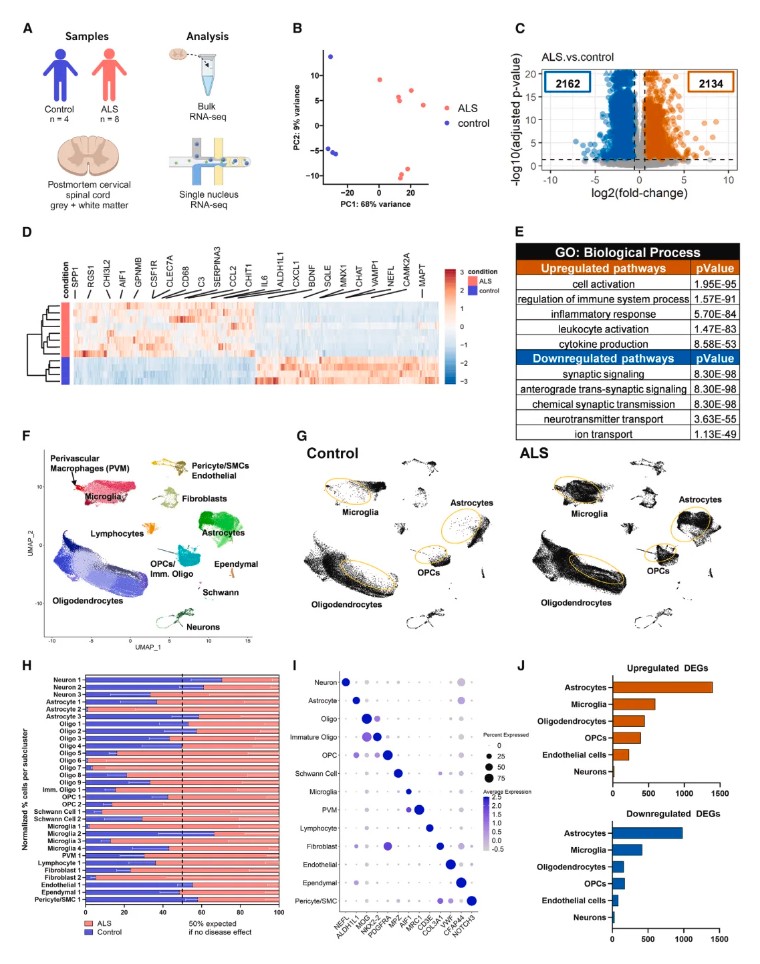 Immunity(IF=25.5)| iPSC与单细胞转录组双剑合璧,共同揭示RIPK1信号在ALS发病机制中的作用