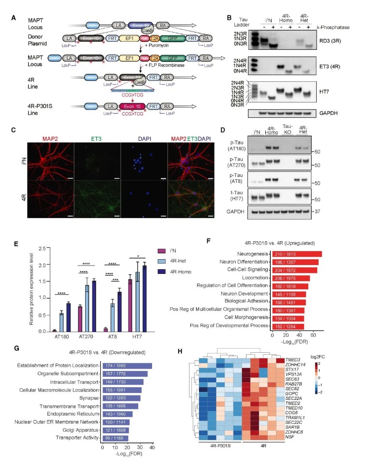 Cell | 康奈尔医学院利用人iPSC构建4R Tau病变模型并揭示了Tau传播的修饰因子
