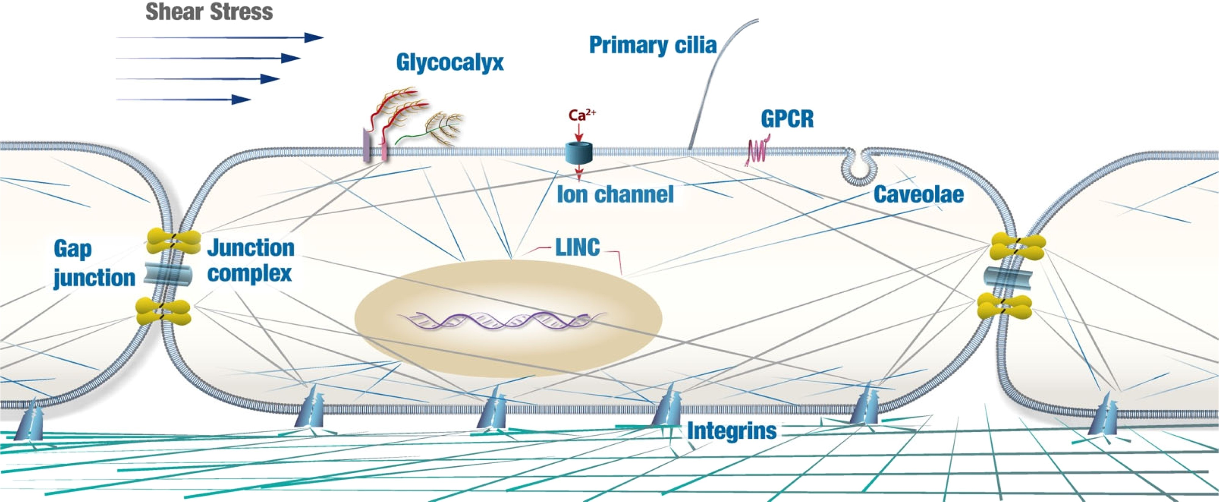动脉粥样硬化中的内皮细胞力学生物学