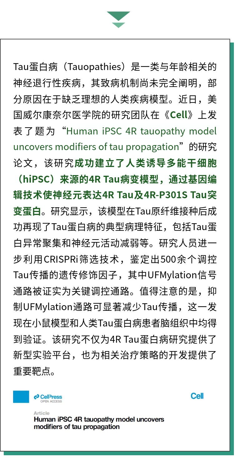 Cell | 康奈尔医学院利用人iPSC构建4R Tau病变模型并揭示了Tau传播的修饰因子
