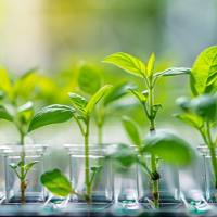 植物卵磷脂检测