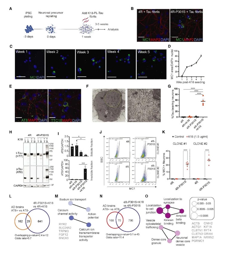 Cell | 康奈尔医学院利用人iPSC构建4R Tau病变模型并揭示了Tau传播的修饰因子
