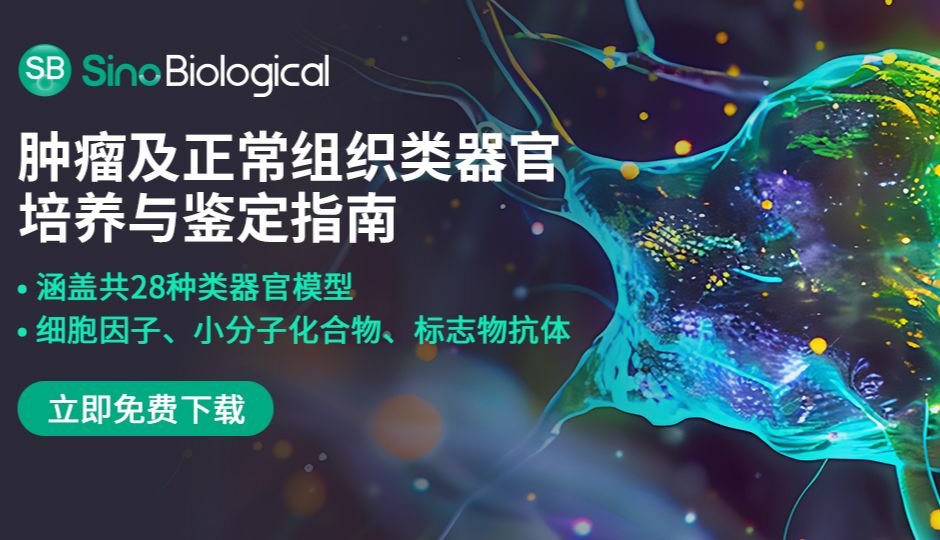 肿瘤类器官如何“替身试药”，迈入癌症精准治疗新纪元【附培养与鉴定指南】