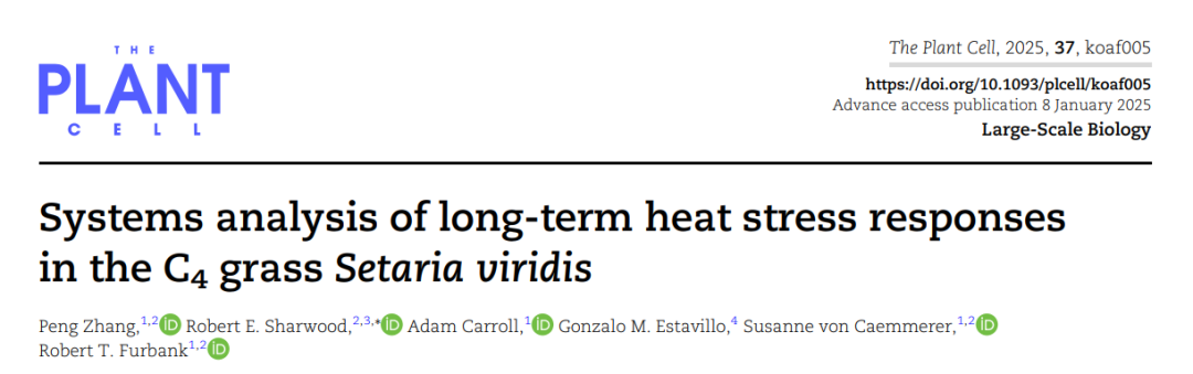 Plant Cell｜澳大利亚国立大学研究团队揭示狗尾草应对长期高温的 “生存秘籍”-三重协同机制逆天改命！