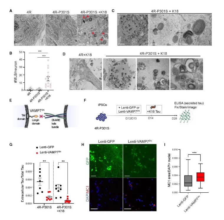 Cell | 康奈尔医学院利用人iPSC构建4R Tau病变模型并揭示了Tau传播的修饰因子