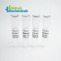 IBA1/AIF1抗体 | Anti-IBA1/AIF1 Monoclonal Antibody