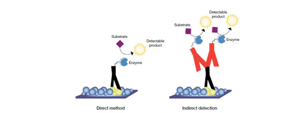 Western Blot（WB）实验原理和步骤 -赛默飞