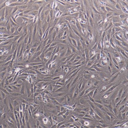 原代细胞小鼠脾源性内皮祖细胞价格