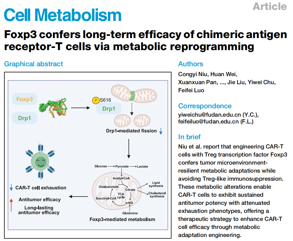 Cell Metab.｜复旦大学储以微、骆菲菲团队：Foxp3改造CAR-T，从「能量危机」到「代谢续航」的实体瘤治疗新路径