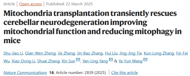 小脑退行性疾病模型