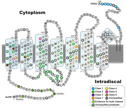 眼科模型新成员：常染色体隐性视网膜色素变性（arRP）——Rho KO小鼠