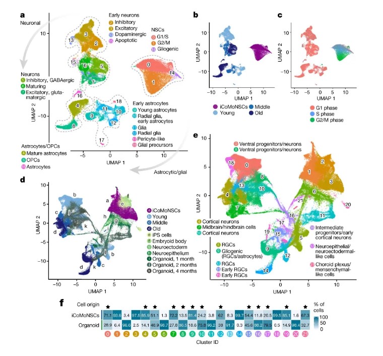 Nature | 突破!iPSC模型揭秘ALS/FTLD致病新机制,NPTX2成治疗新靶点