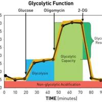 Seahorse线粒体能量代谢实验服务(OCR/ECAR)