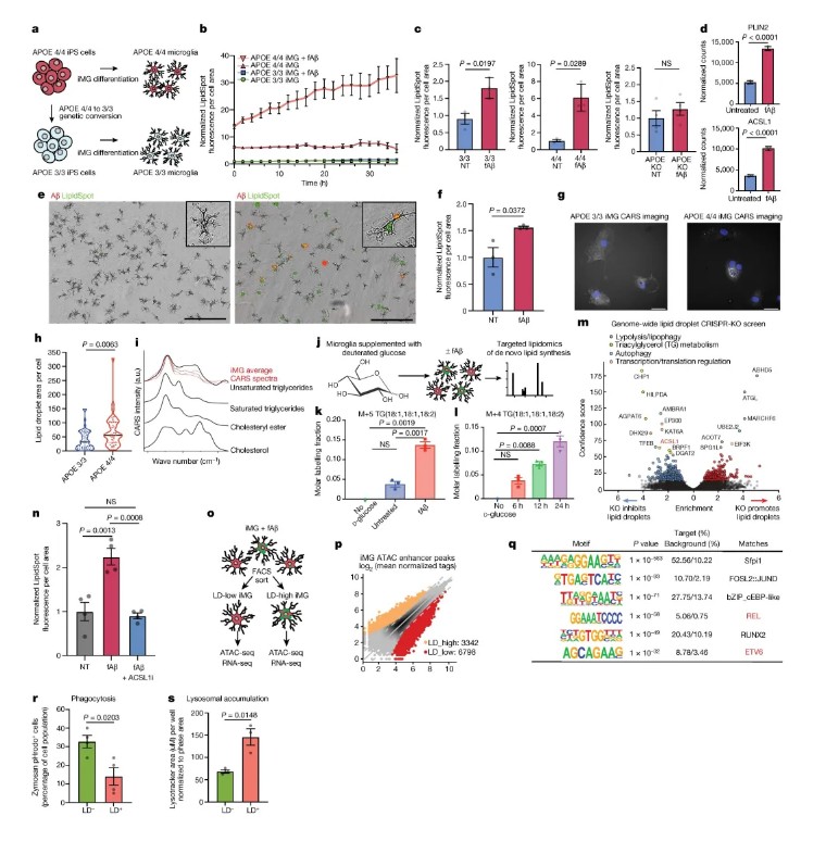 Immunity(IF=25.5)| iPSC与单细胞转录组双剑合璧,共同揭示RIPK1信号在ALS发病机制中的作用