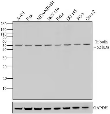 Western Blot（WB）实验原理和步骤 -赛默飞