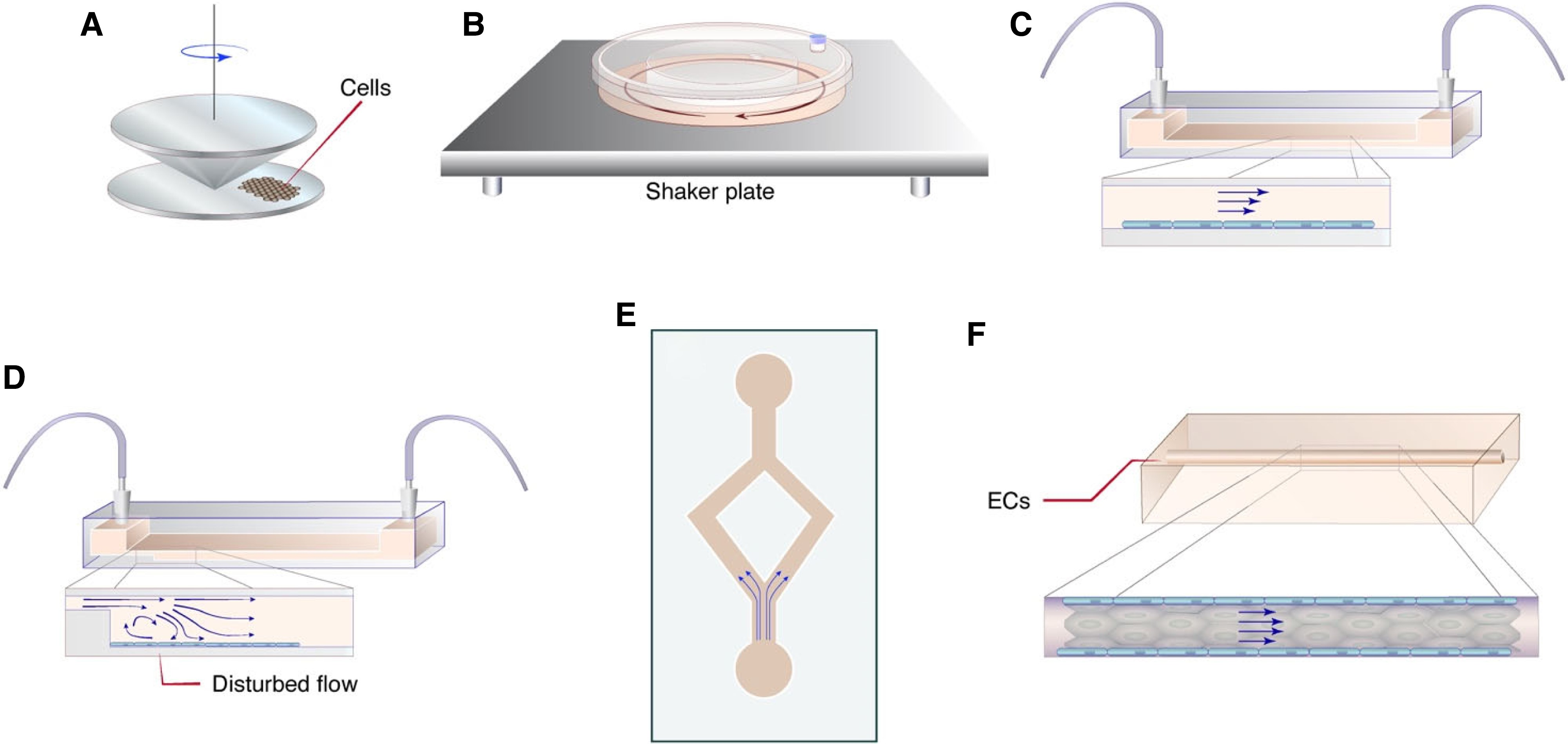 动脉粥样硬化中的内皮细胞力学生物学