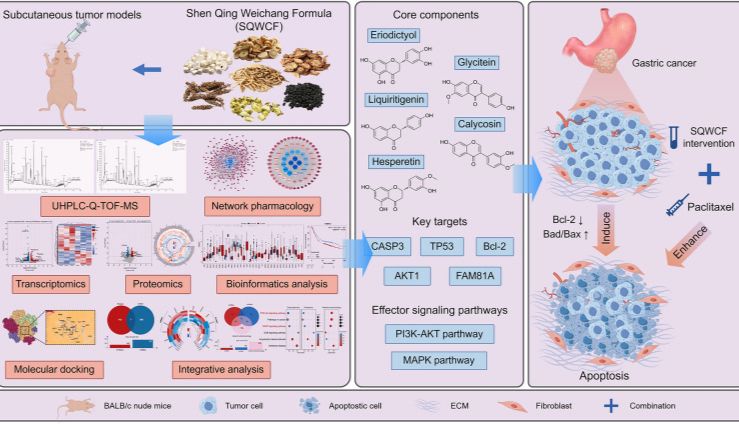当网络药理学遇见多组学：神清胃肠方抗胃癌机制研究取得新突破！