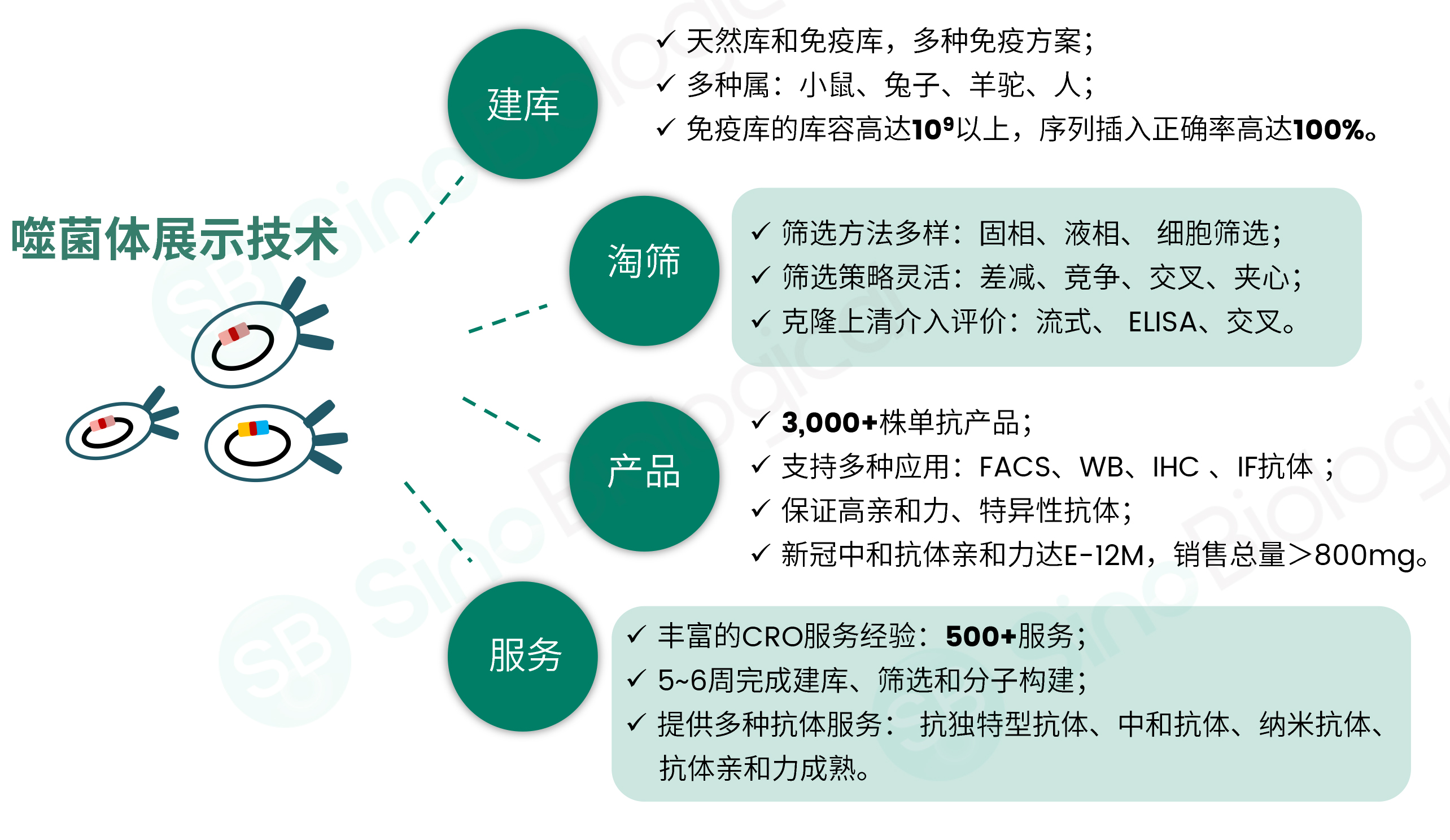 数据说话！揭秘兔单克隆抗体开发技术的核心优势【可一键咨询技术专家】