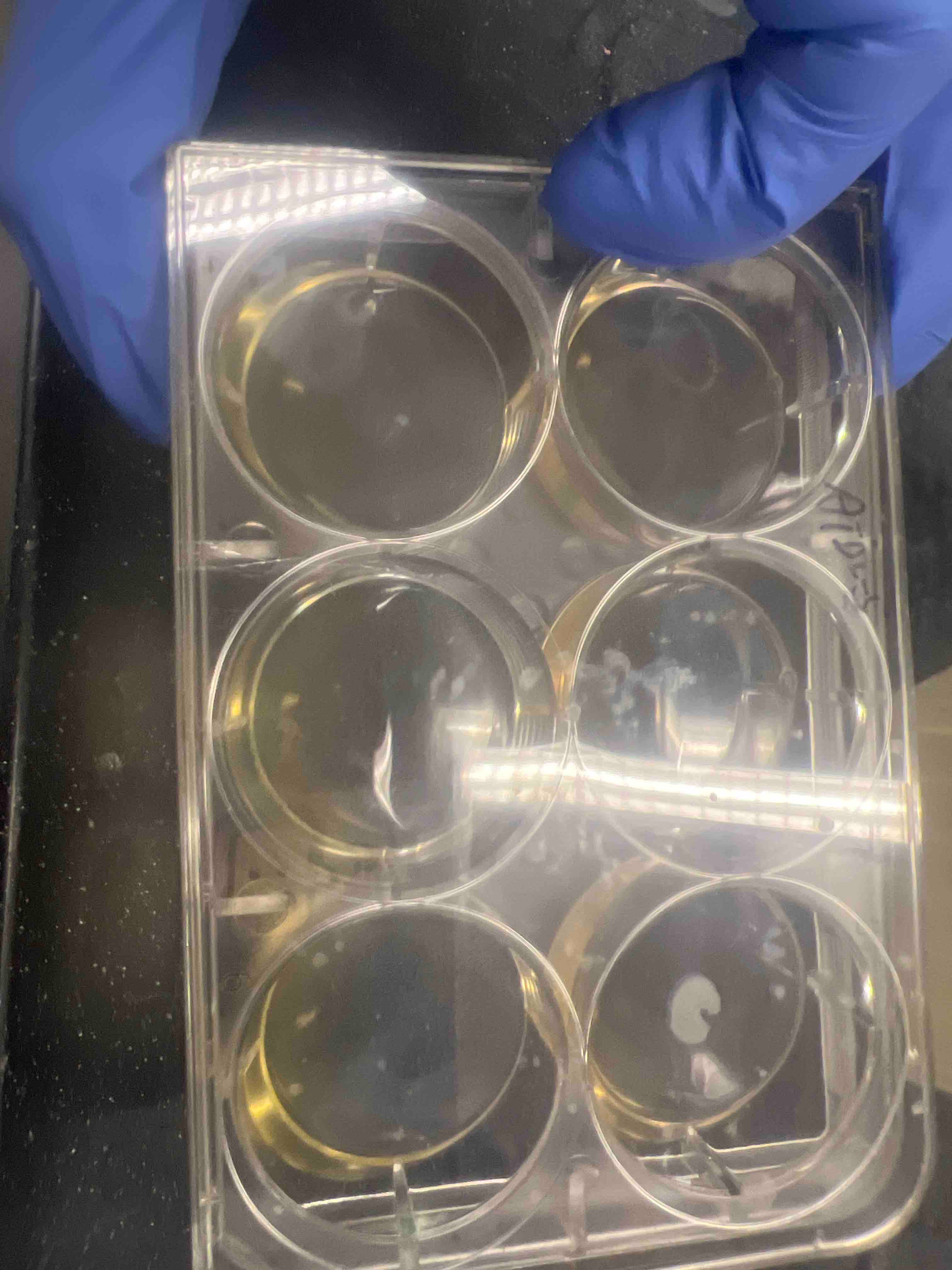 上海富衡 | ATDC5成软骨诱导7天后，培养基快速变黄是什么情况