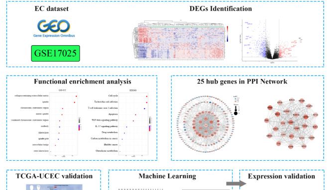 IF:6.1,机器学习+实验验证，KIF11被证实为子宫内膜癌预后关键基因！