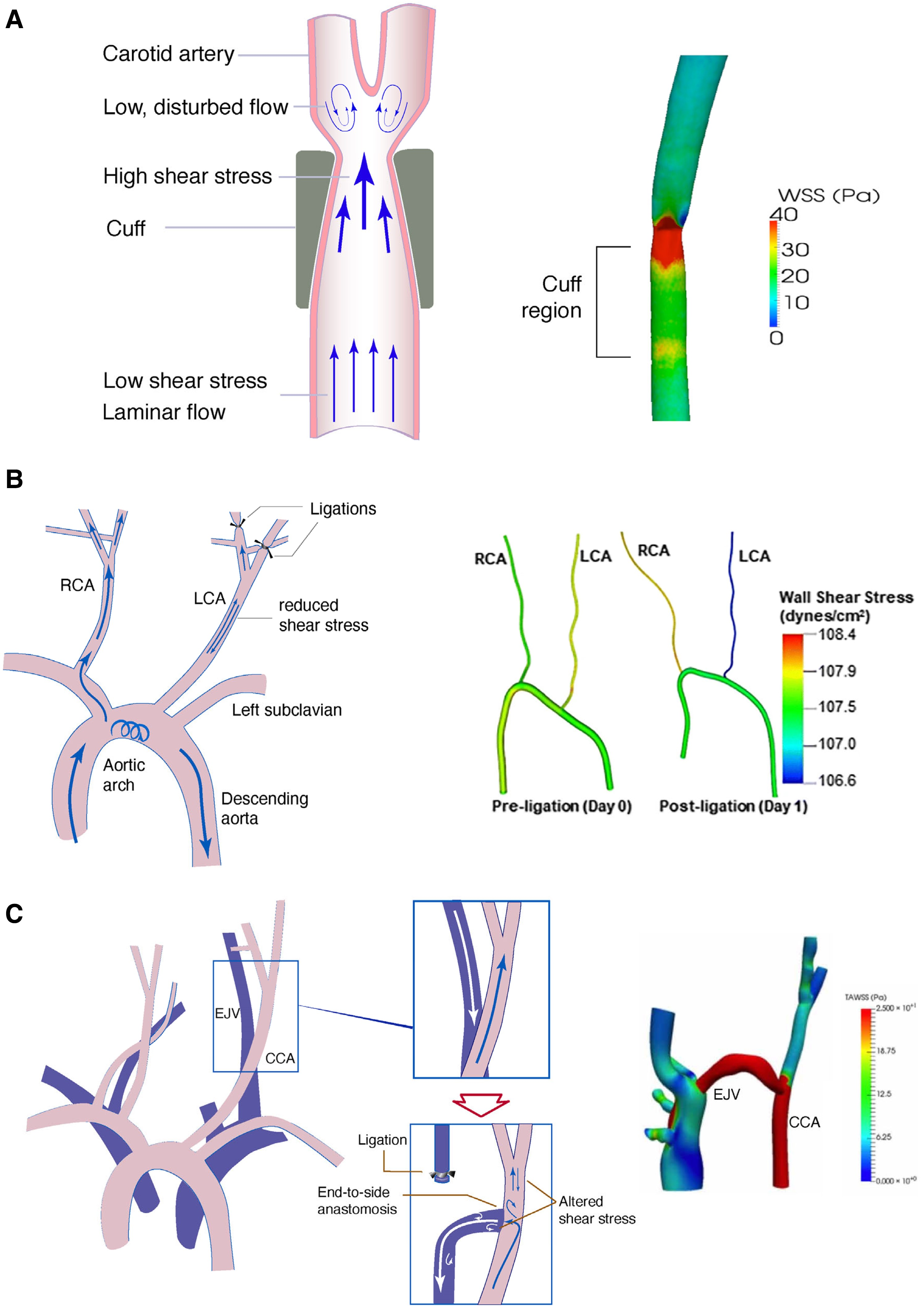 动脉粥样硬化中的内皮细胞力学生物学