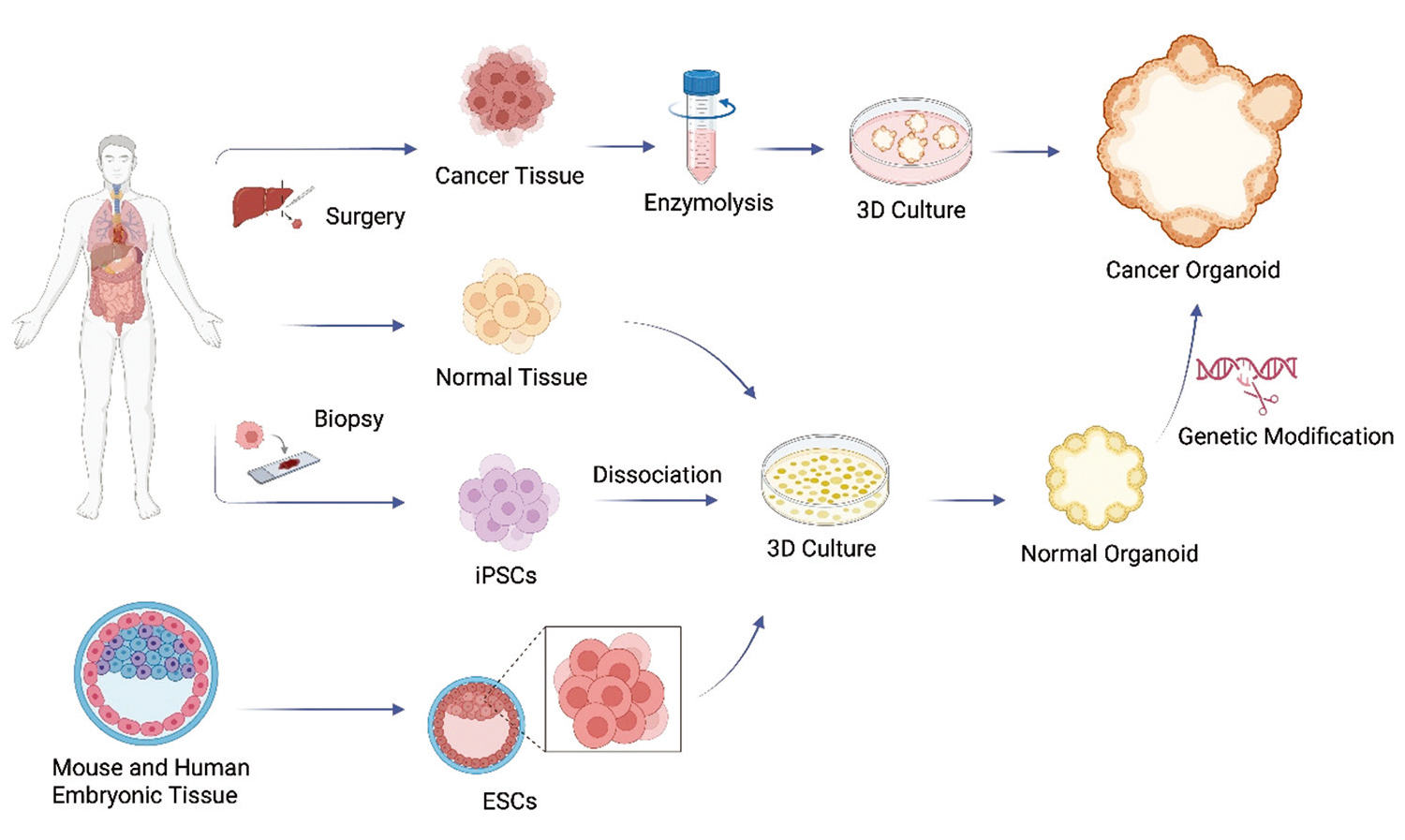 肿瘤类器官如何“替身试药”，迈入癌症精准治疗新纪元【附培养与鉴定指南】