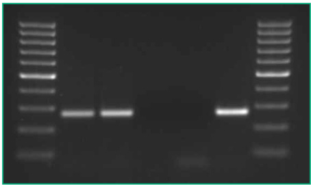 上海电泳PCR实验