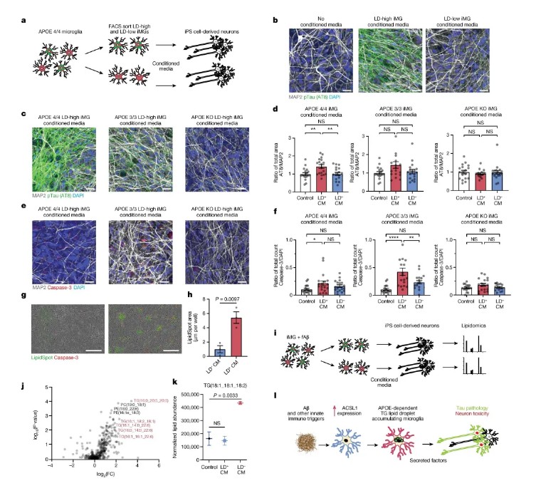 Immunity(IF=25.5)| iPSC与单细胞转录组双剑合璧,共同揭示RIPK1信号在ALS发病机制中的作用