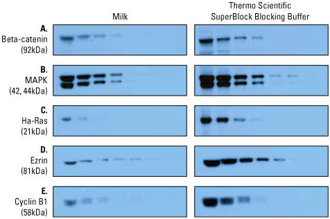 Western Blot（WB）实验原理和步骤 -赛默飞