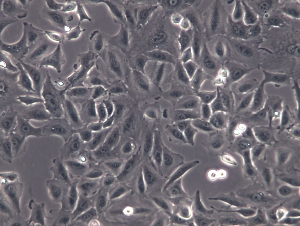 A549细胞培养方法