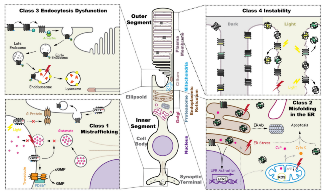 眼科模型新成员：常染色体隐性视网膜色素变性（arRP）——Rho KO小鼠