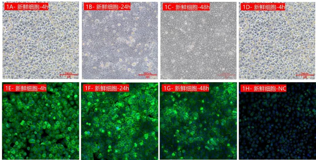 冻存VS新鲜：ASGPR受体活性曲线重叠度高达99%