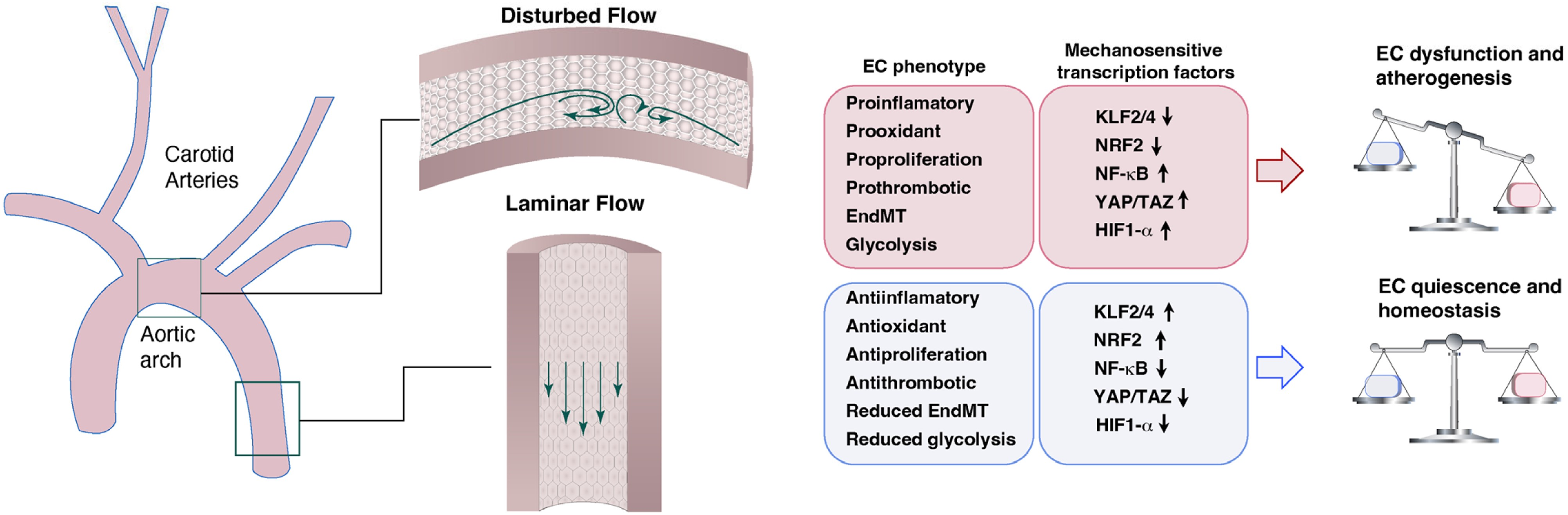 动脉粥样硬化中的内皮细胞力学生物学