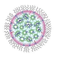 负载靶向BRAF的小干扰RNA（siRNA）的阳离子脂质体 BRAF-siRNA@LNP