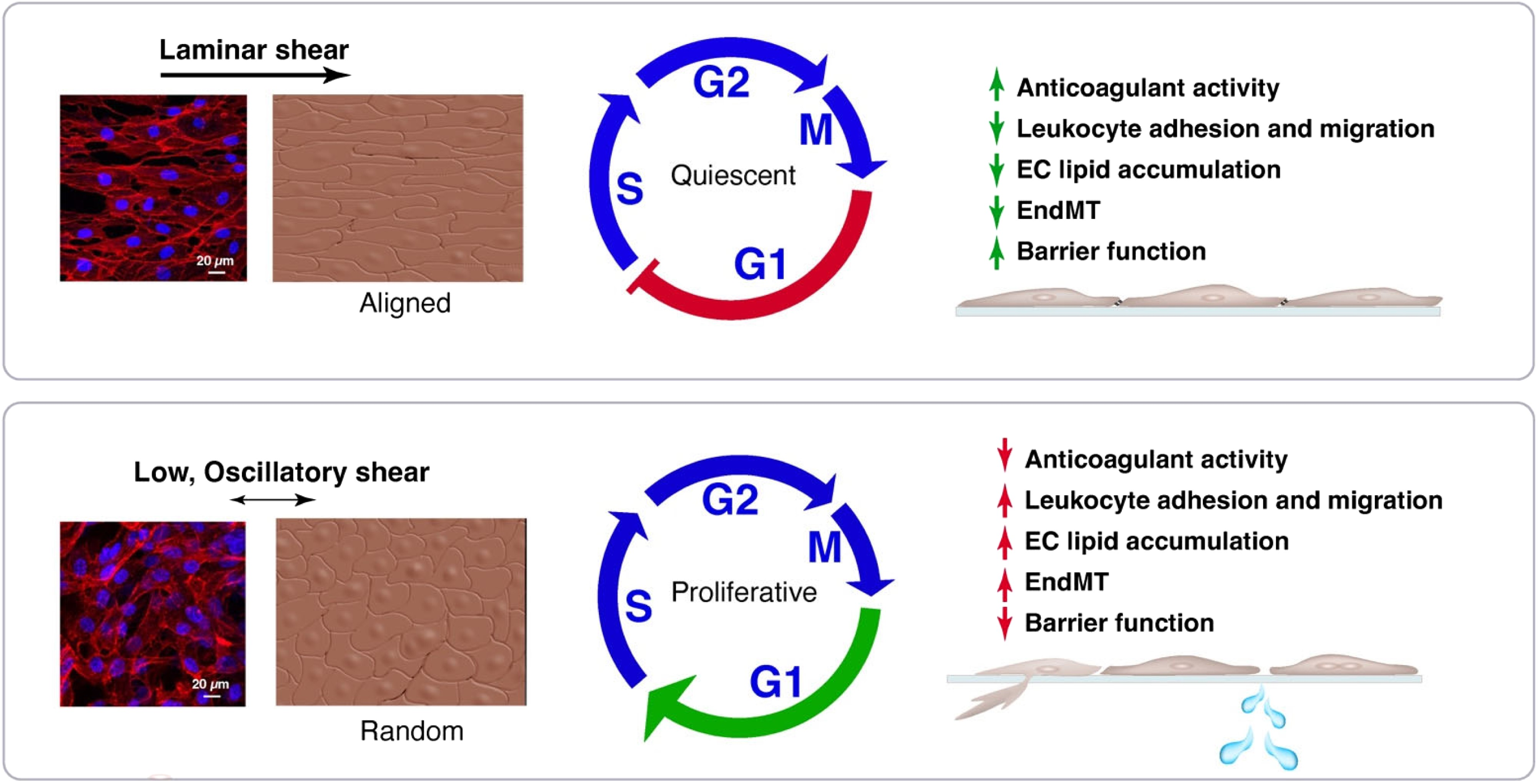 动脉粥样硬化中的内皮细胞力学生物学
