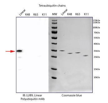 [干冰]线性多聚泛素单克隆抗体(克隆LUB9)促销风暴，超值抢购！