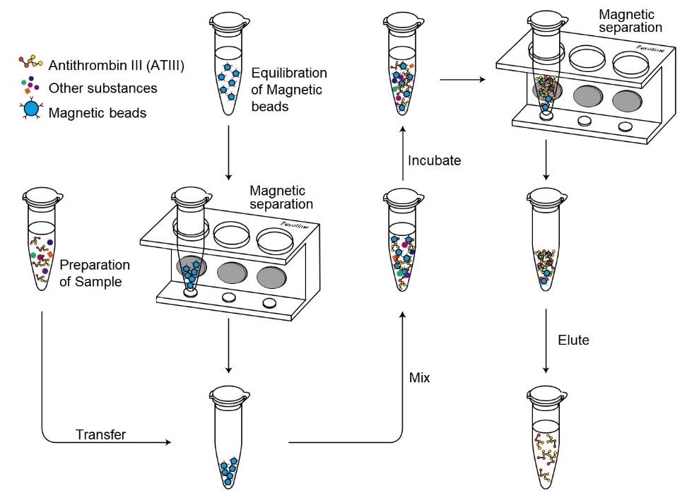 BeyoMag™肝素琼脂糖磁珠
