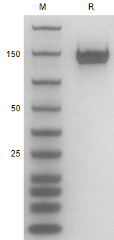Recombinant Human CD22/ hFC Pr