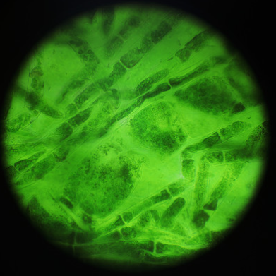 试剂盒样本处理——植物组织样本的前处理的优化方案
