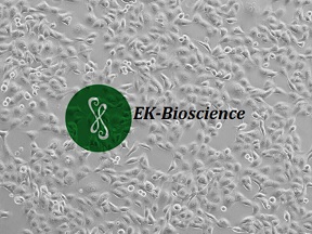 ACHN细胞培养攻略