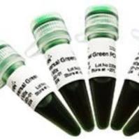 Ribonuclease Inhibitor(40 U/μl)1