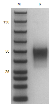 Recombinant Human CD27/ His Pr