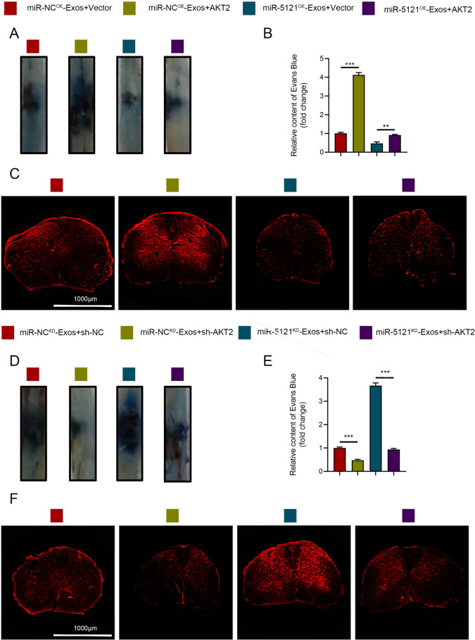外泌体技术服务 外泌体技术服务
