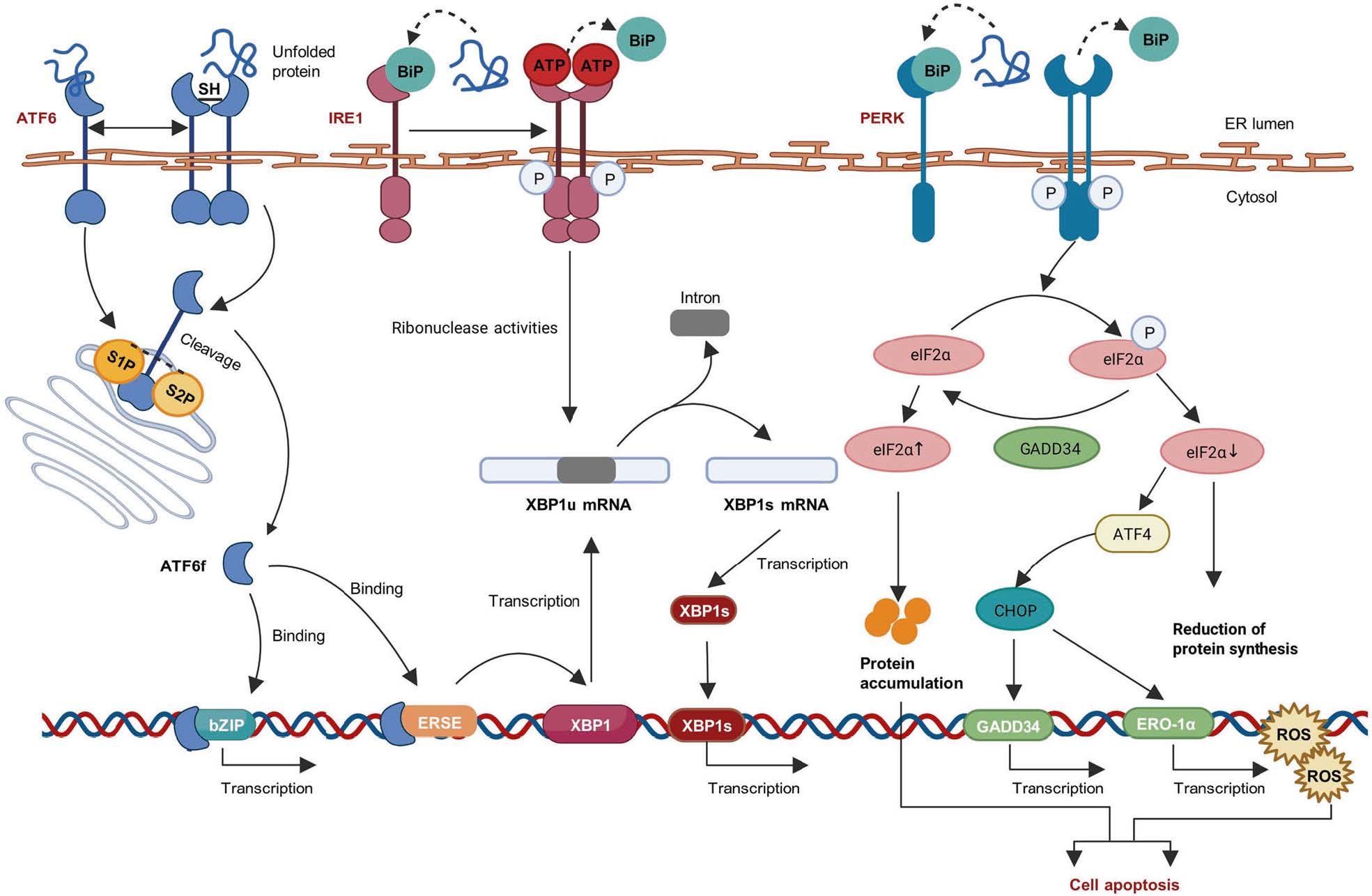 一文掌握内质网应激信号通路！