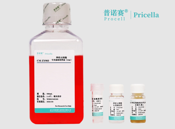 探索神经科学奥秘？神经元细胞完全培养基NM为你提供强大支持！