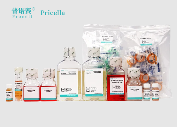 小鼠神经星形胶质细胞分离培养试剂盒：48h快速获取，GFAP纯度>90%