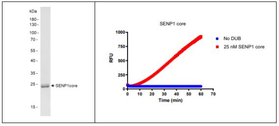 [干冰]SENP1核心结构域丨SUMO1/sentrin/SMT3特异性肽酶1现货促销，不可错过