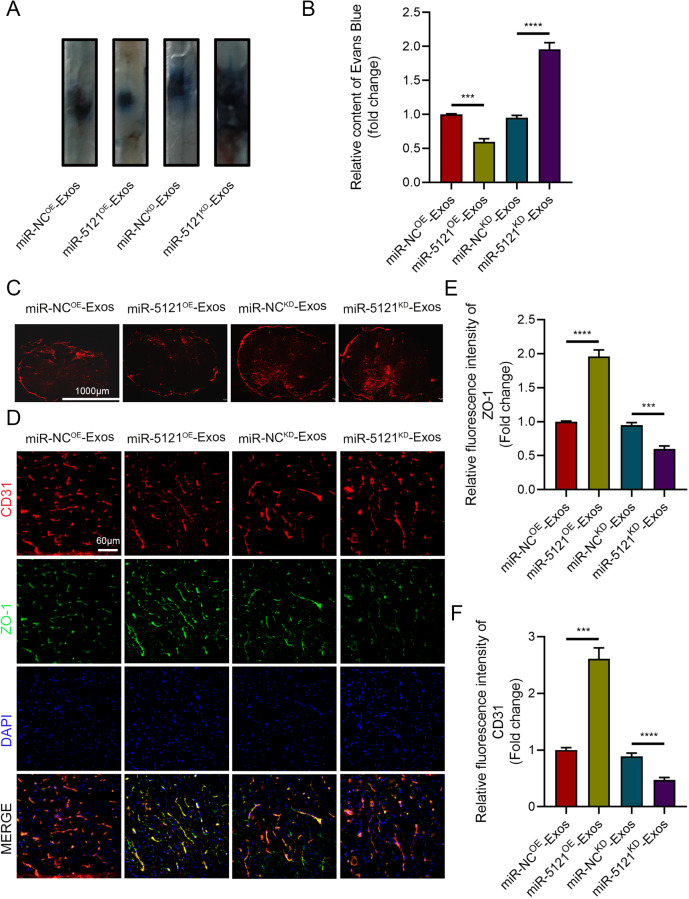 外泌体示踪 外泌体示踪