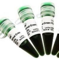 1ExonScript&Plus First-Strand Synthesis System